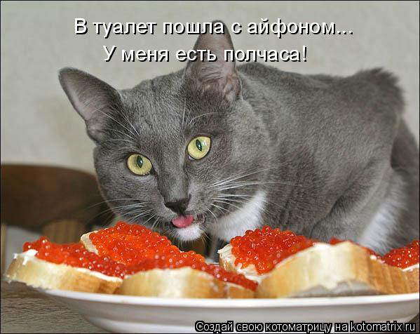 kotomatritsa_V (599x476, 170Kb)