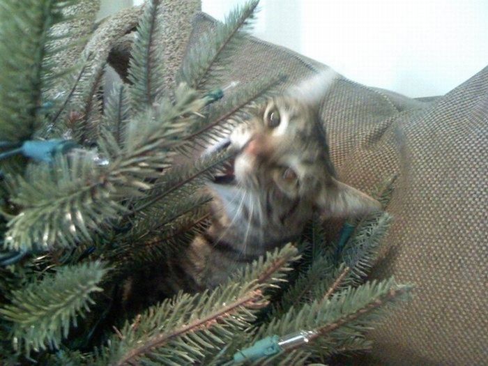 Christma_tree_cat_19 (700x525, 78Kb)