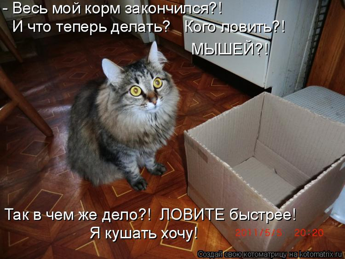 kotomatritsa_- (700x524, 356Kb)
