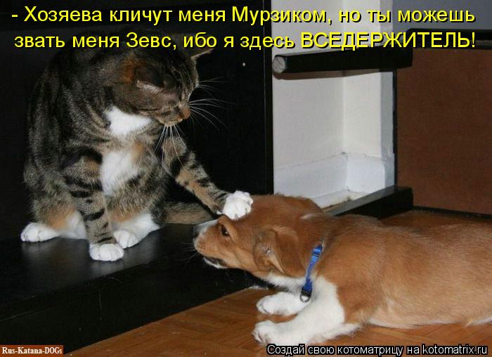 kotomatritsa_9 (700x508, 246Kb)