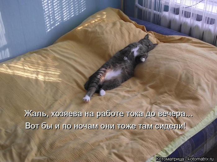 kotomatritsa_d (700x524, 344Kb)
