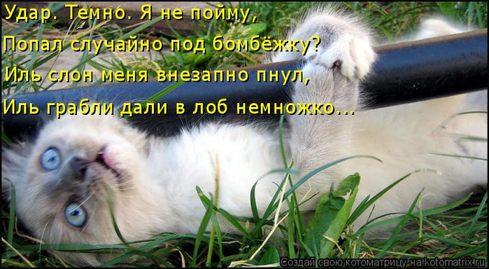 kotomatritsa_gm (700x384, 348Kb)