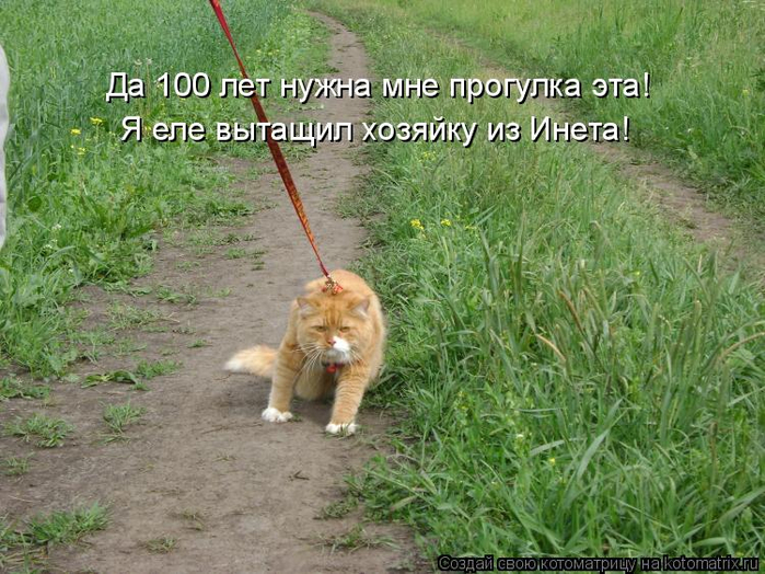 kotomatritsa_wq (700x524, 448Kb)