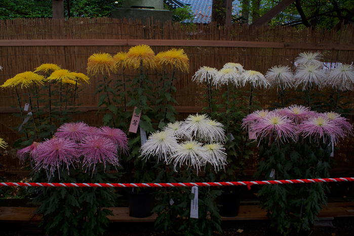 IMG_6267 (700x466, 498Kb)