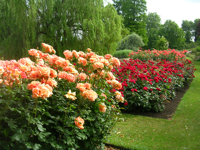 Сад «Rose garden queen Mary London»5 (700x525, 663Kb)