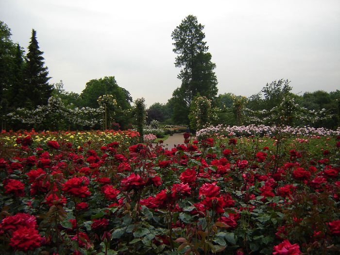 Сад «Rose garden queen Mary London»13 (700x525, 481Kb)