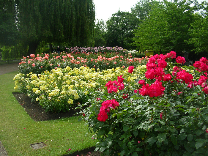 Сад «Rose garden queen Mary London»04 (700x525, 645Kb)