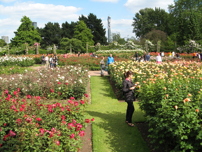 Сад «Rose garden queen Mary London»010 (700x525, 680Kb)