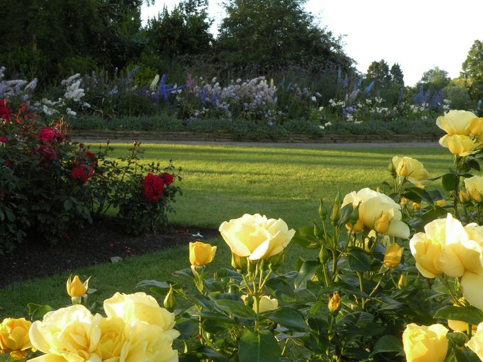 Сад «Rose garden queen Mary London»013 (700x525, 547Kb)