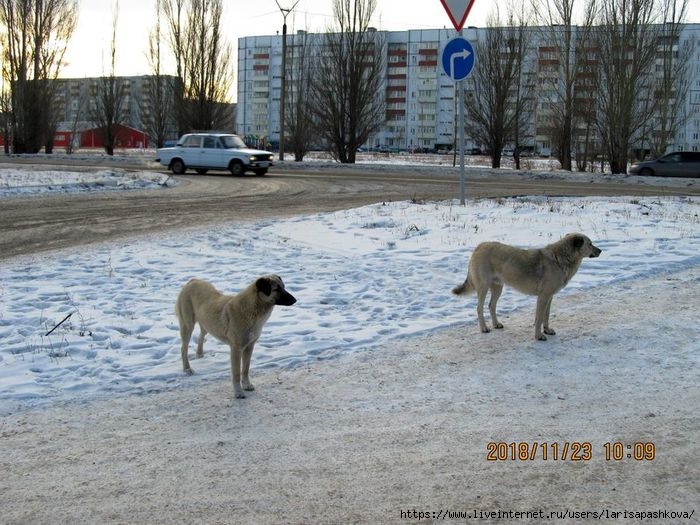 sharypovo_noiabr_2018 (700x525, 250Kb)