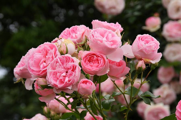 Nakanoshima Rose Garden.Осака,Япония! (700x465, 320Kb)