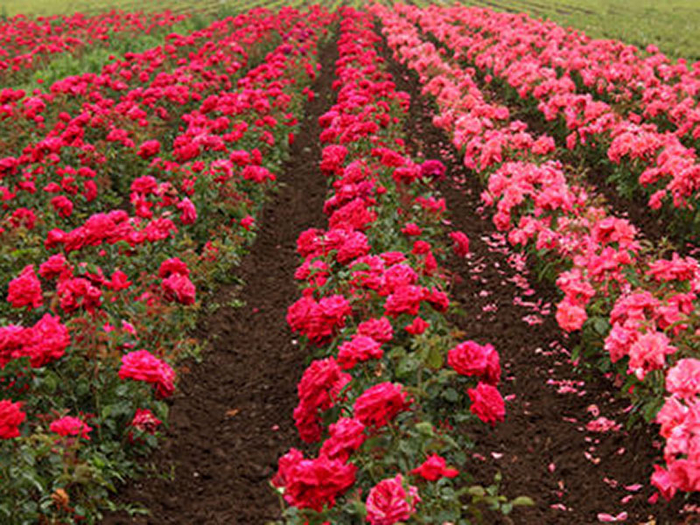 Долина роз в Болгарии1 (700x525, 571Kb)