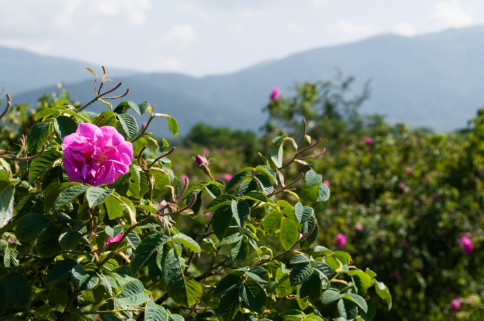 Долина роз в Болгарии4 (700x464, 347Kb)