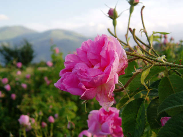 Долина роз в Болгарии26 (640x480, 130Kb)