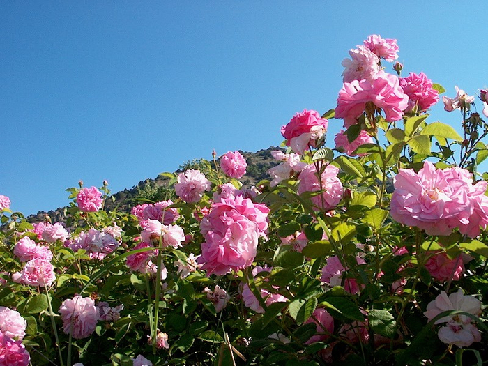 Долина роз в Болгарии28 (700x525, 482Kb)