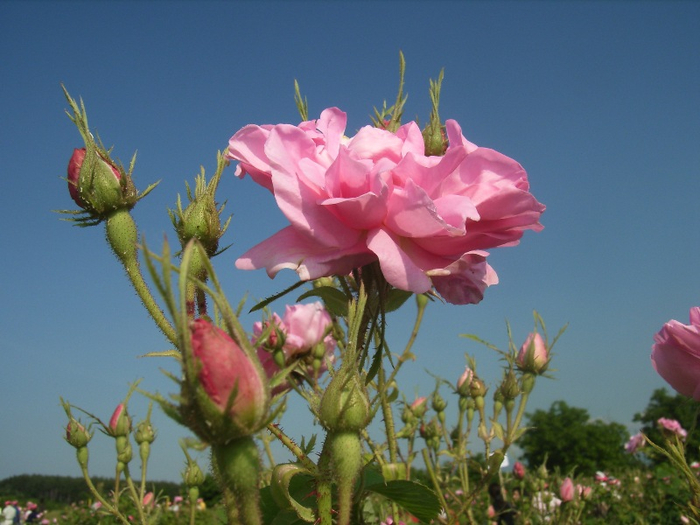 Долина роз в Болгарии30 (700x525, 341Kb)