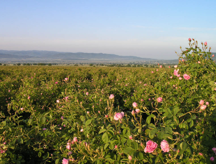 Долина роз в Болгарии37 (700x531, 664Kb)