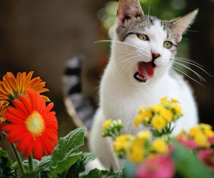 Cats_Sniffing_Flowers_16 (700x582, 323Kb)