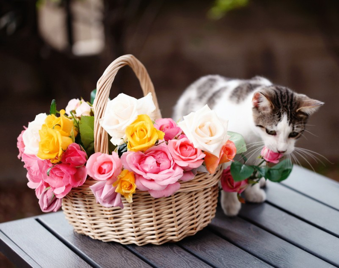 Cats_Sniffing_Flowers_01 (700x553, 348Kb)