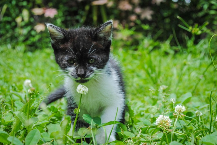 Cats_Sniffing_Flowers_20 (700x469, 368Kb)