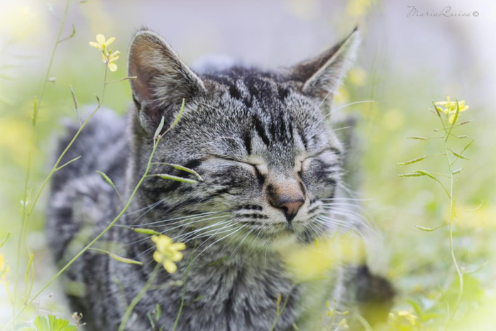 Cats_Sniffing_Flowers_15 (700x466, 277Kb)