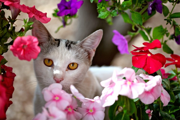 Cats_Sniffing_Flowers_10 (700x467, 338Kb)