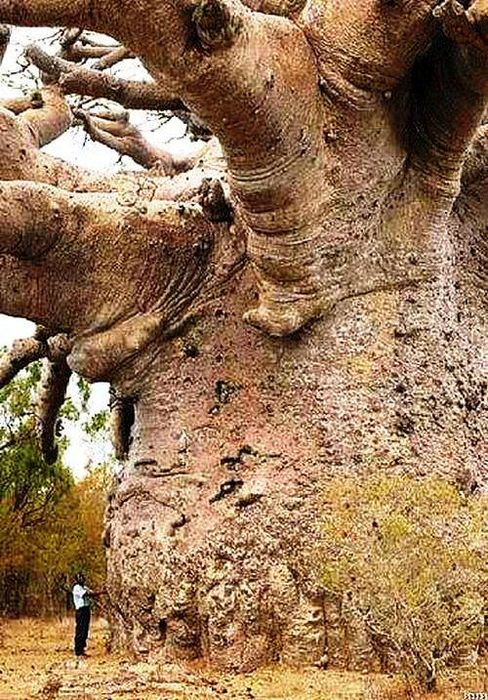 3 6000 year old BAOBAB in Tanzania. (488x700, 542Kb)