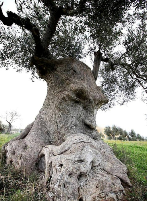 5 The Thinking Tree - an ancient olive tree in Puglia, Italy. (512x700, 392Kb)
