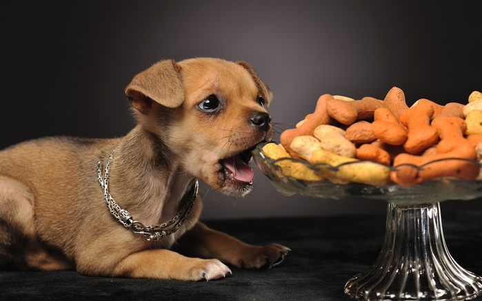 3472645_Dogs_Nuts_Chihuahua_437938_3840x2400 (700x437, 192Kb)