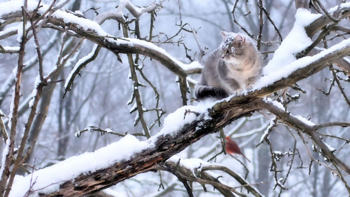 cat-sitting-on-the-snowy-branch (700x393, 312Kb)