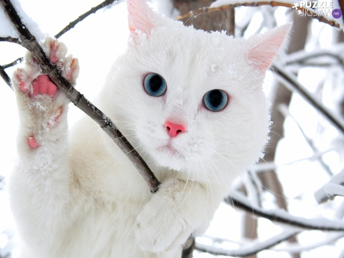 twigs-cat-white (700x525, 322Kb)