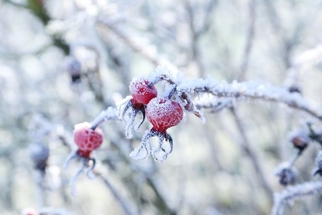 4248238_30 (630x420, 48Kb)