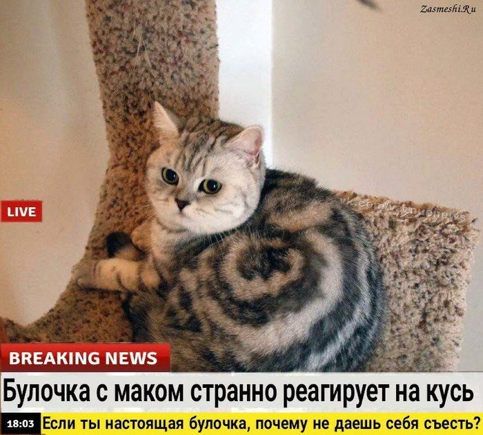 /4171694_kot (700x630, 111Kb)