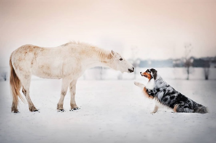 dog-portraits-12 (700x466, 61Kb)