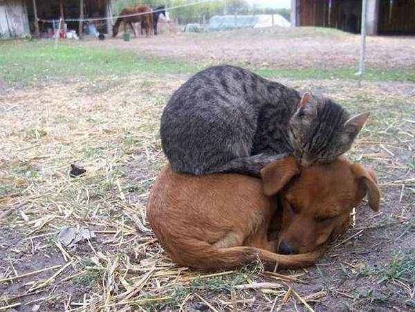 11Как кошка с собакой...)) (600x451, 58Kb)