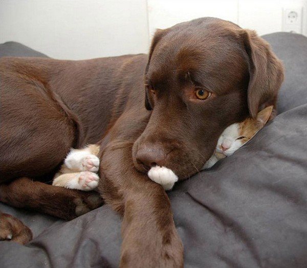 12Как кошка с собакой...)) (600x523, 55Kb)