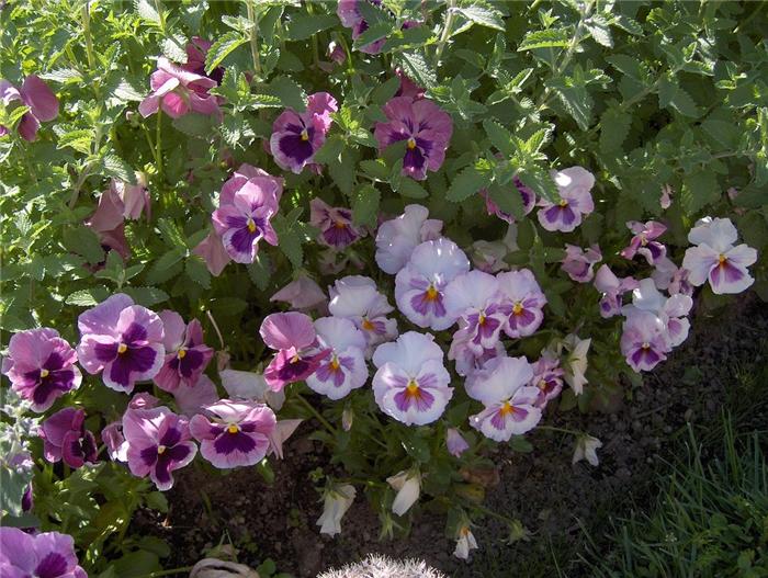 old-westbury-gardens-04 (700x527, 85Kb)