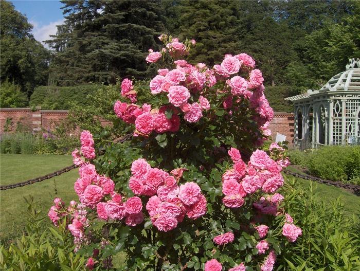 old-westbury-gardens-10 (700x527, 99Kb)