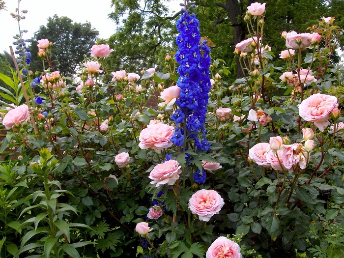 old-westbury-gardens-12 (700x525, 210Kb)