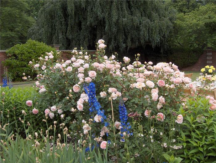 old-westbury-gardens-21 (700x527, 97Kb)