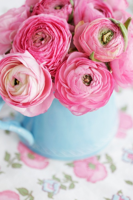 Ranunculus14 (466x700, 304Kb)