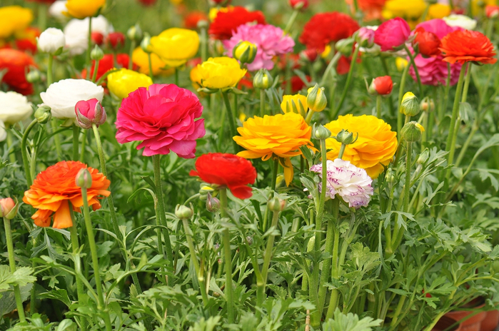 Ranunculus054 (700x464, 458Kb)