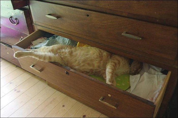Stimka.ru_1303549095_1303397334_cat-nap-48 (700x466, 179Kb)