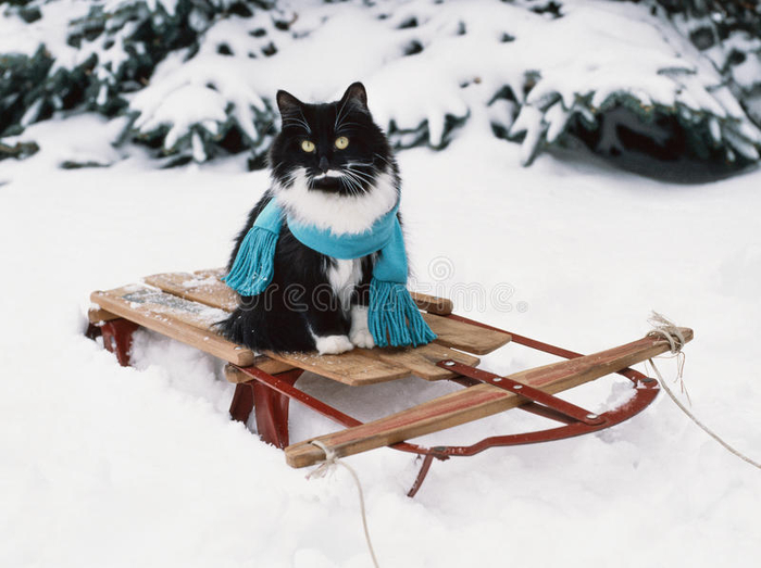 tuxedo-cat-wearing-scarf-vintage-wooden-sled-black-white-his-blue-sits-old-red-wood-49266812 (700x523, 267Kb)