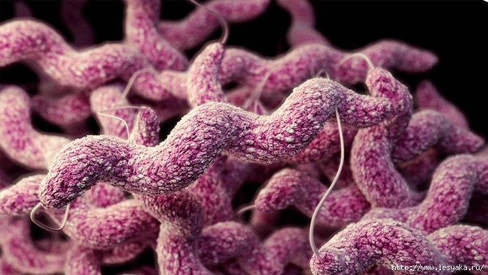 3925073_campylobacter_1 (700x393, 227Kb)