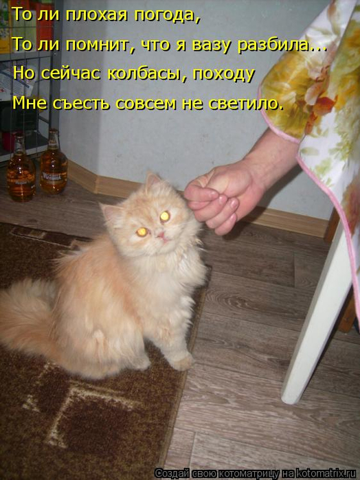 kotomatritsa_E (524x700, 361Kb)