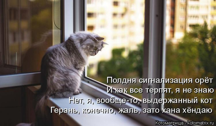 kotomatritsa_I (700x408, 257Kb)