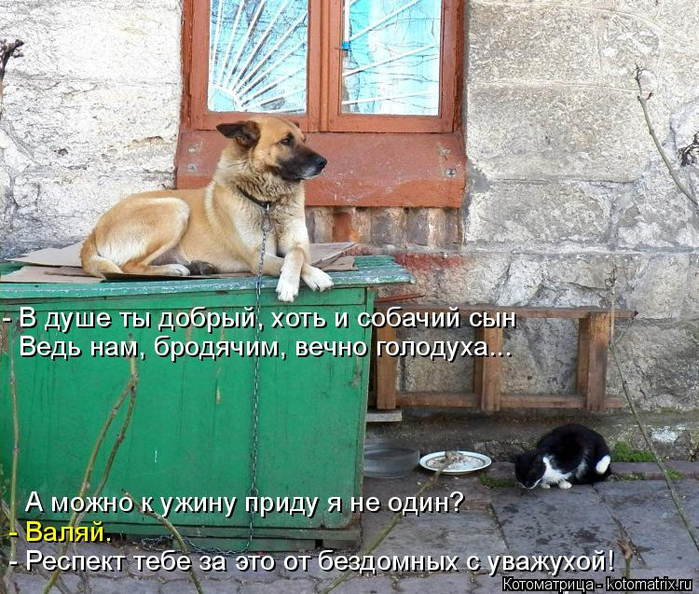 kotomatritsa_m (1) (700x594, 486Kb)