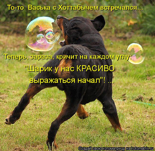 kotomatritsa_mT (650x634, 458Kb)