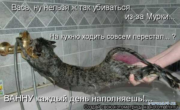 kotomatritsa_r (600x368, 125Kb)